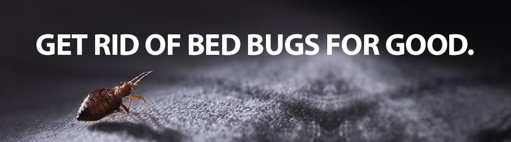 Charlotte NC Bed Bug Control
