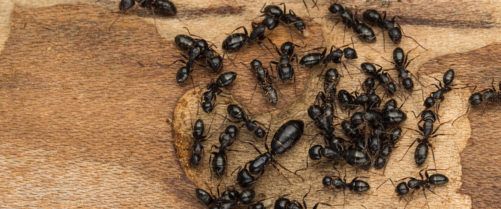 Carpenter ant exterminator Charlotte NC